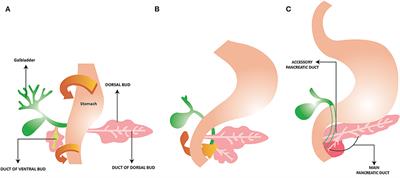 Development of the human pancreas and its exocrine function